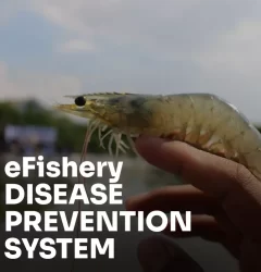 efishery disease prevention system