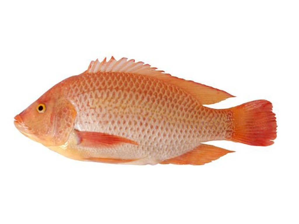 ikan nila nifi