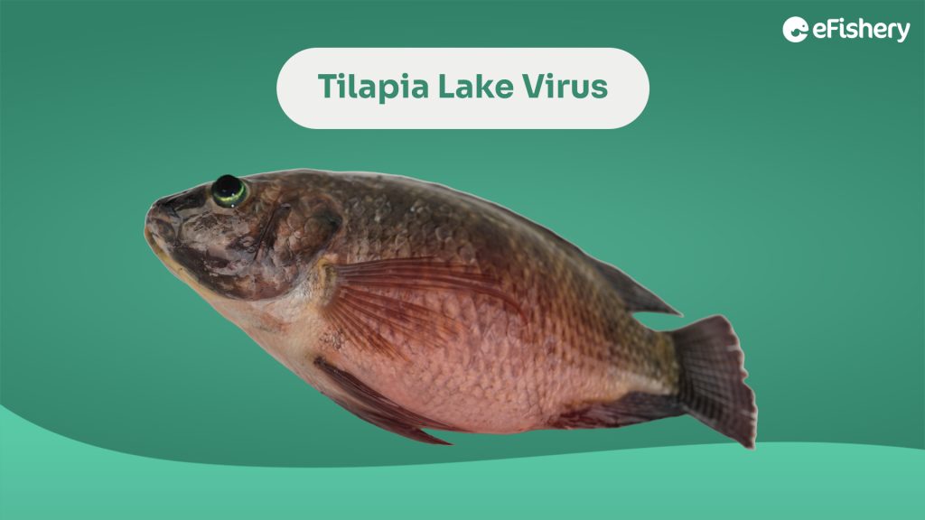 penyakit tilapia lake virus