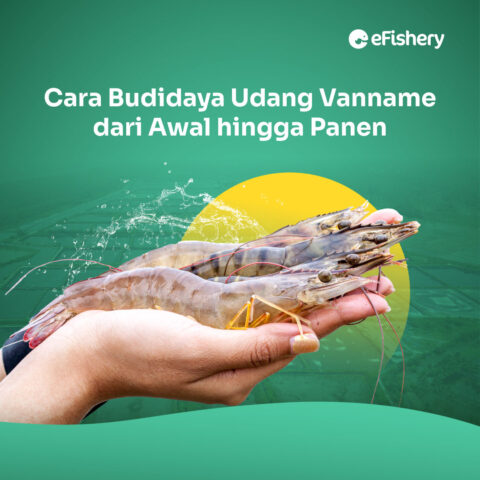 Cara Budidaya Udang Vaname Dari Awal Hingga Panen