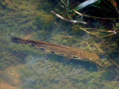 forest snakehead