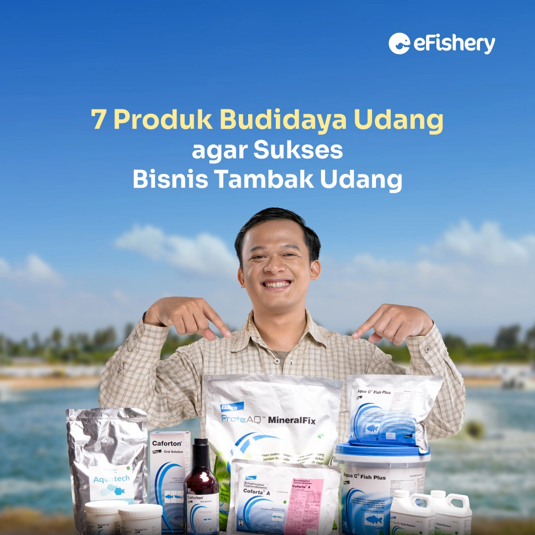 7 Produk Budidaya Udang Agar Sukses Bisnis Tambak Udang