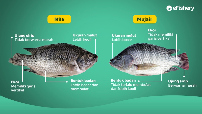 perbedaan ikan nila dan mujair