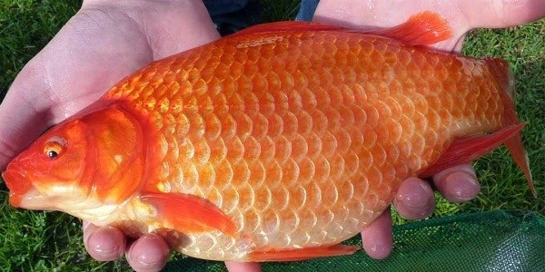 ikan mas merah najawa