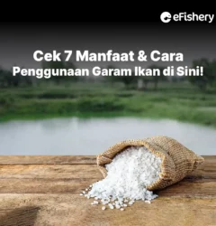 manfaat garam ikan