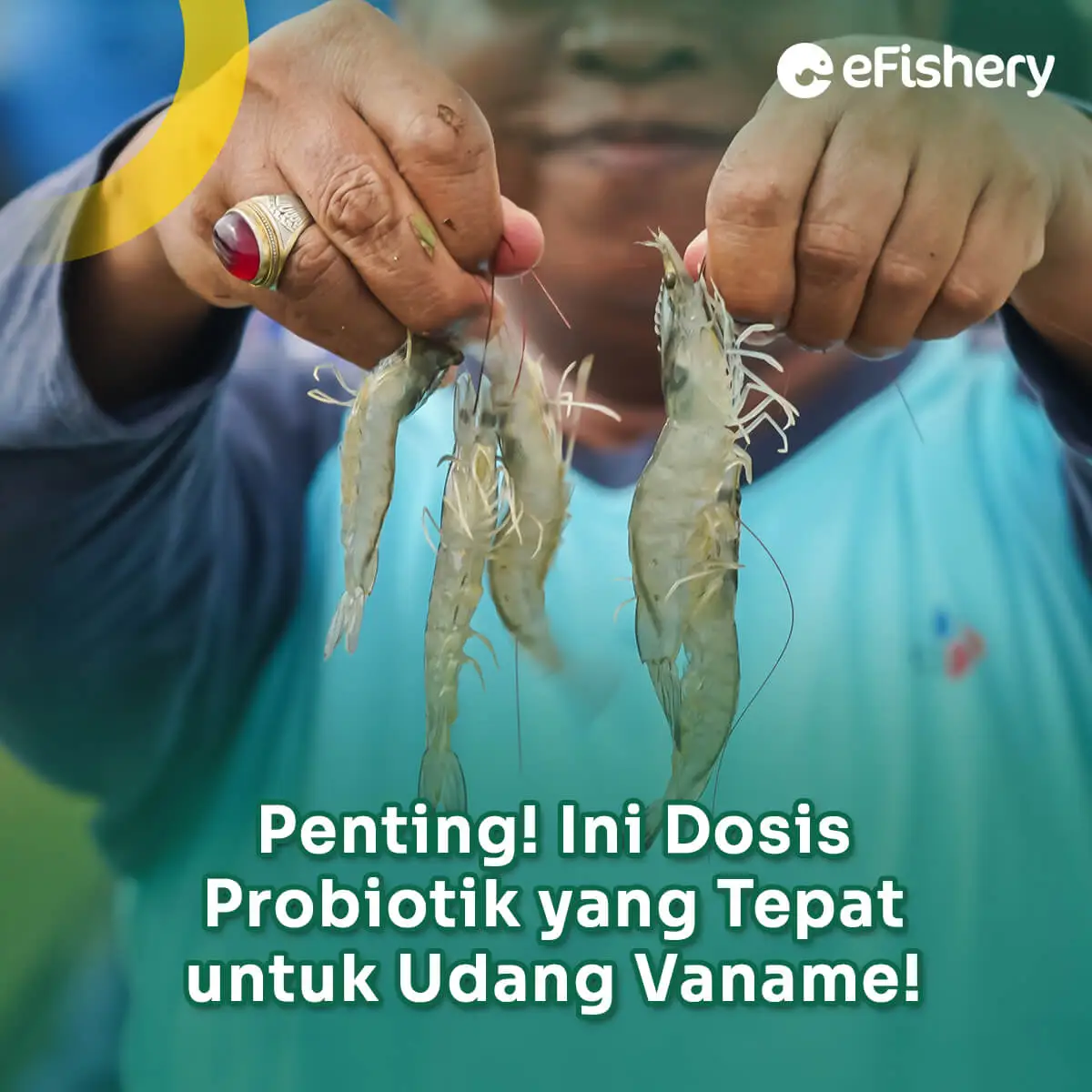 Penting Ini Dosis Probiotik Yang Tepat Untuk Udang Vaname