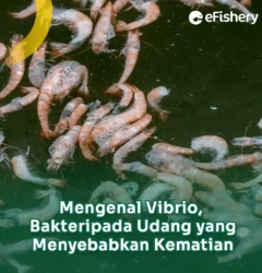 mengenal vibrio bakteri pada udang yang menyebabkan kematian