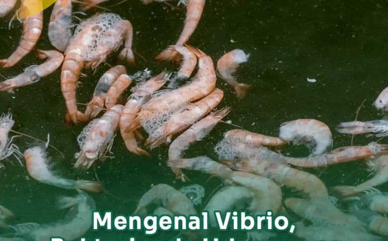 mengenal vibrio bakteri pada udang yang menyebabkan kematian