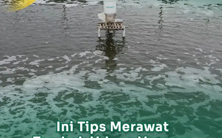 tips merawat tambak udang vamane di musim hujan