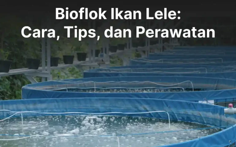 bioflok ikan lele