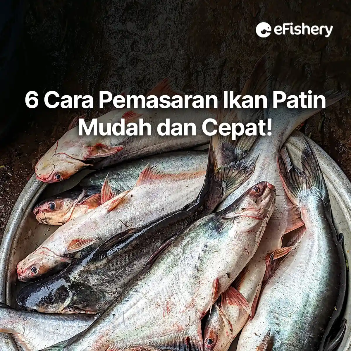 cara pemasaran ikan patin