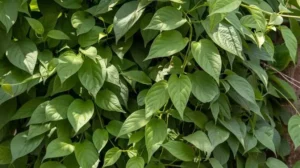 daun kasembukan sebagai bahan pakan tambahan