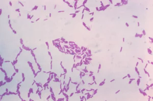 ilustrasi bakteri bacillus polymyxa