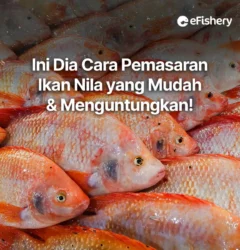 pemasaran ikan nila