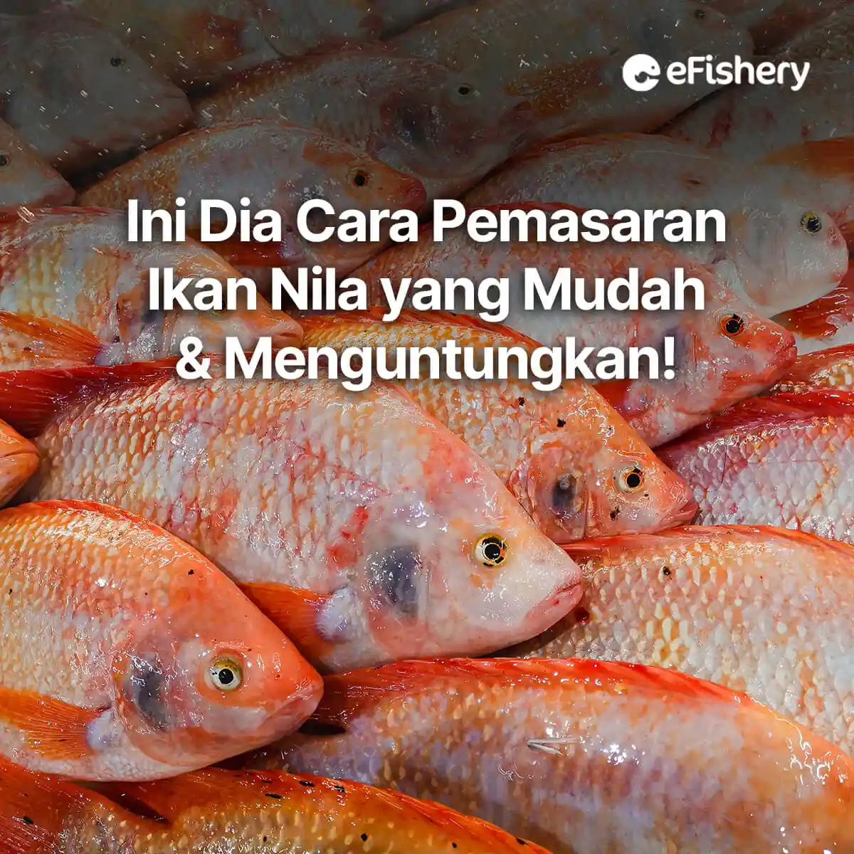 pemasaran ikan nila