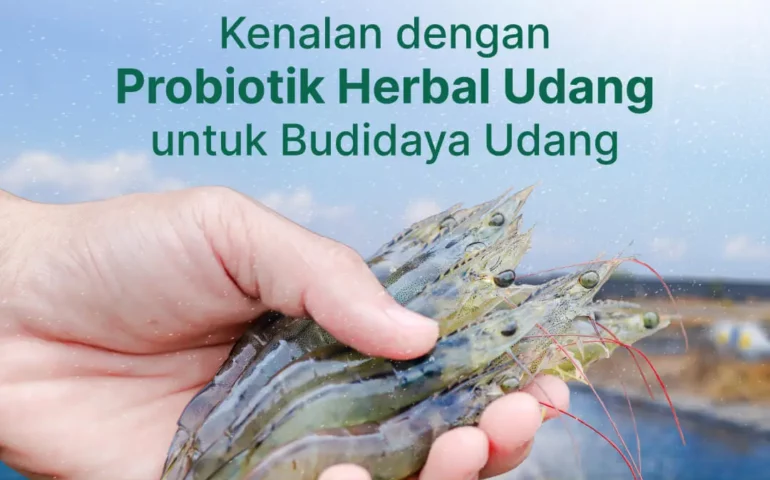 probiotik herbal udang