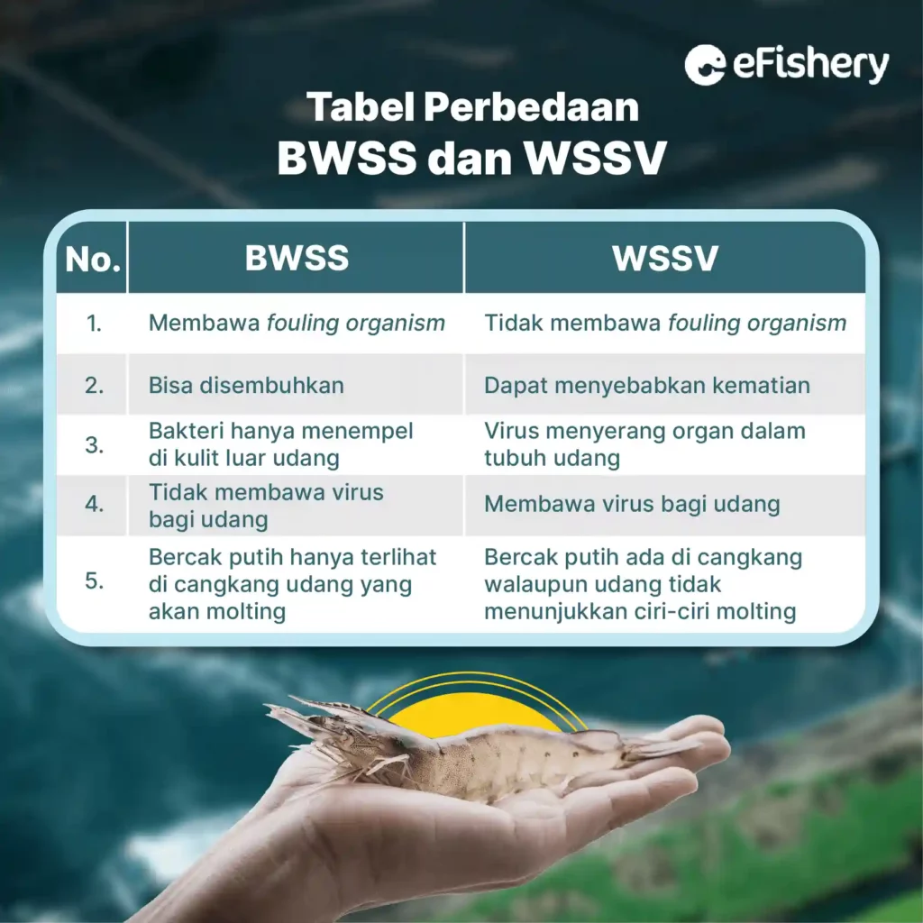 tabel perbedaan bwss dan wssv
