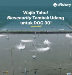 biosecurity tambak udang doc 30