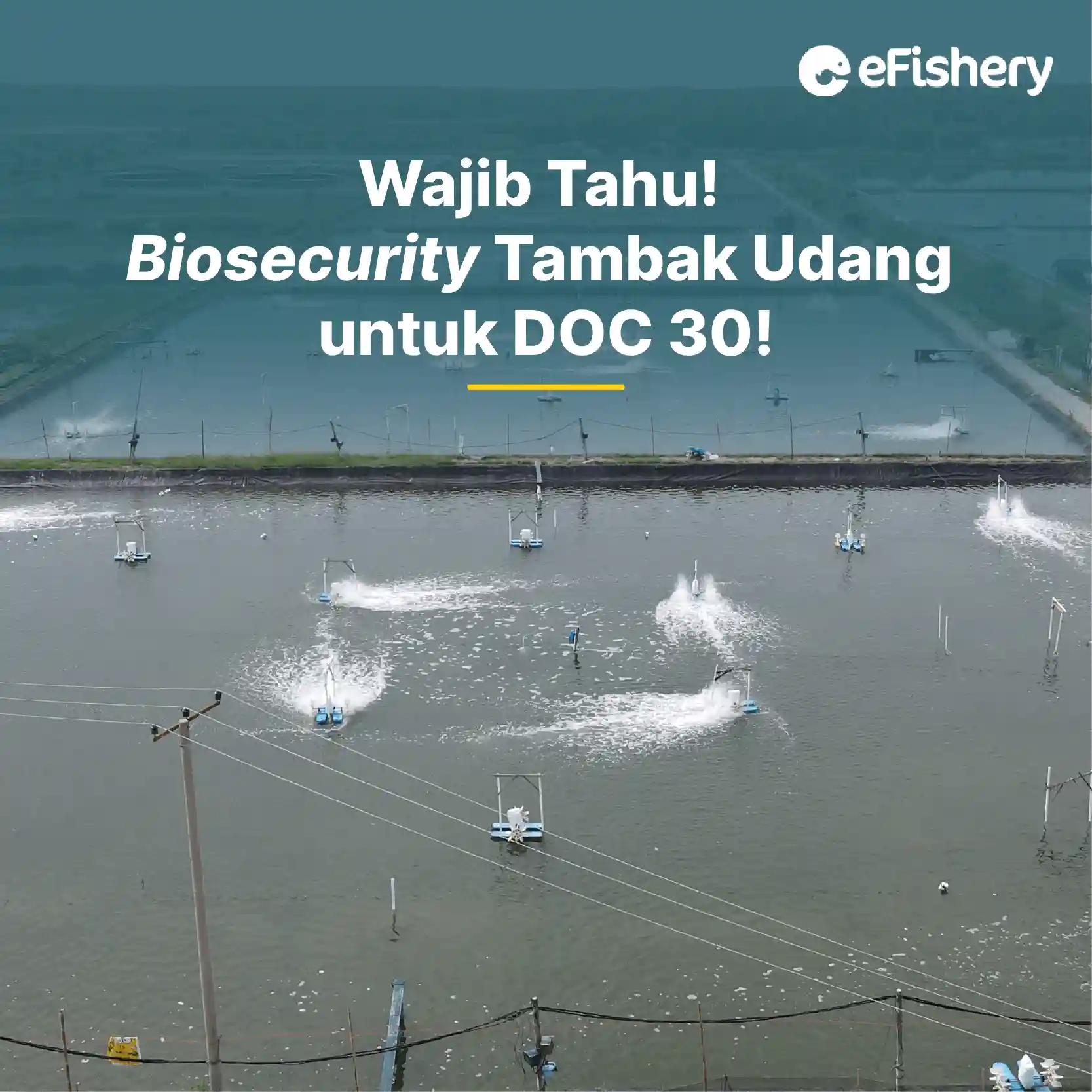 biosecurity tambak udang doc 30
