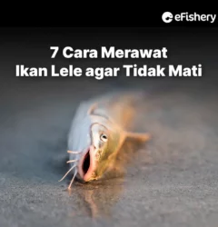 cara merawat ikan lele agar tidak mati
