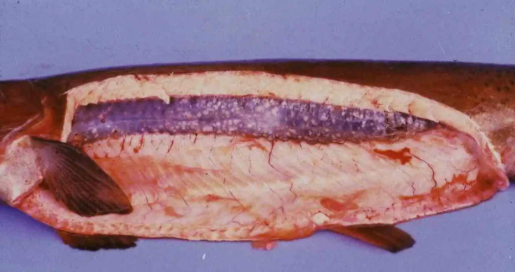 jamur ikan ichthyophonus