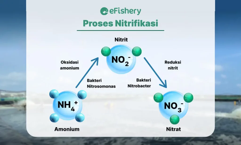 proses nitrifikasi
