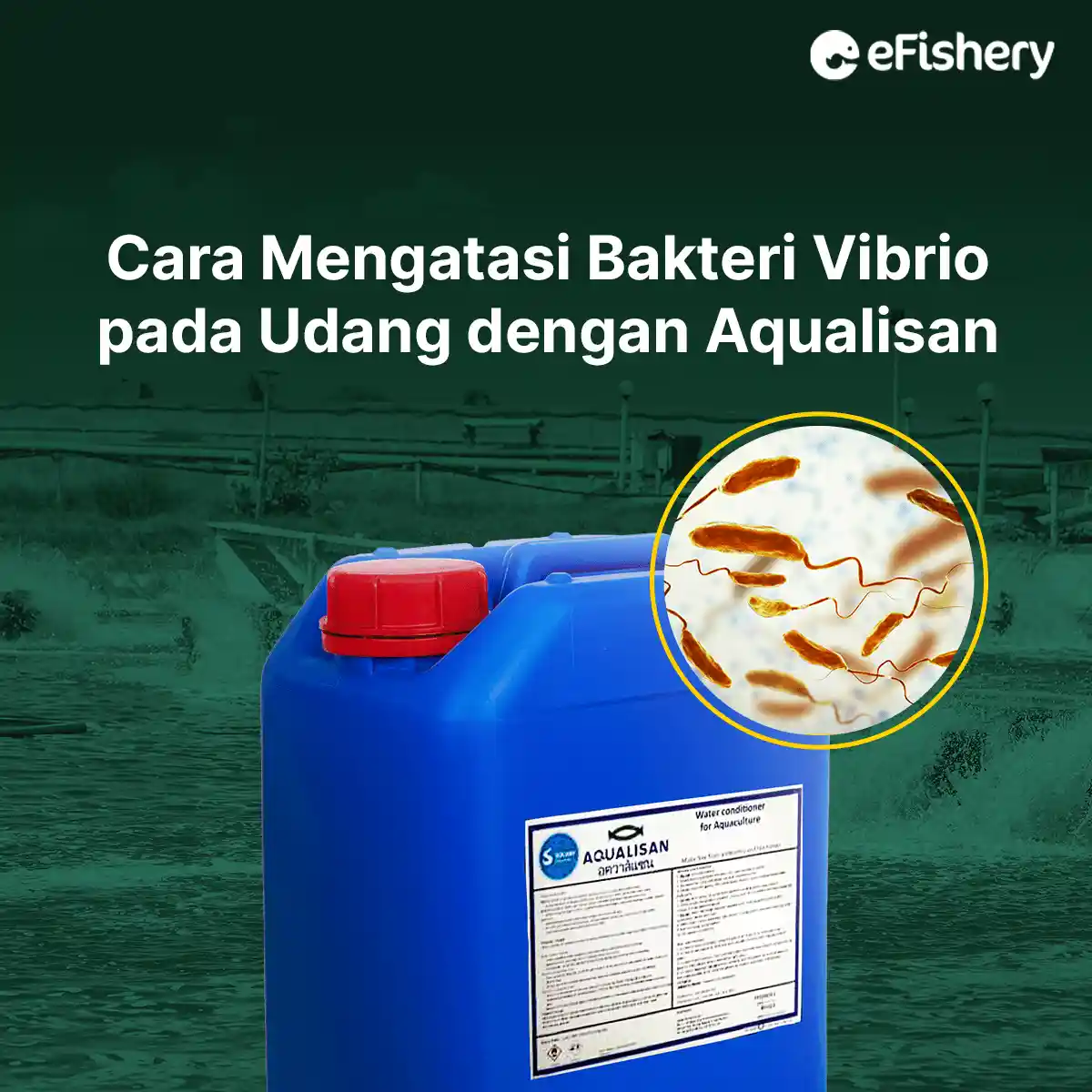 cara mengatasi bakteri vibrio pada udang dengan aqualisan