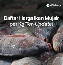 harga ikan mujair per kg