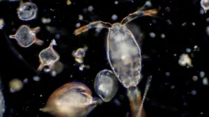zooplankton pakan alami udang windu