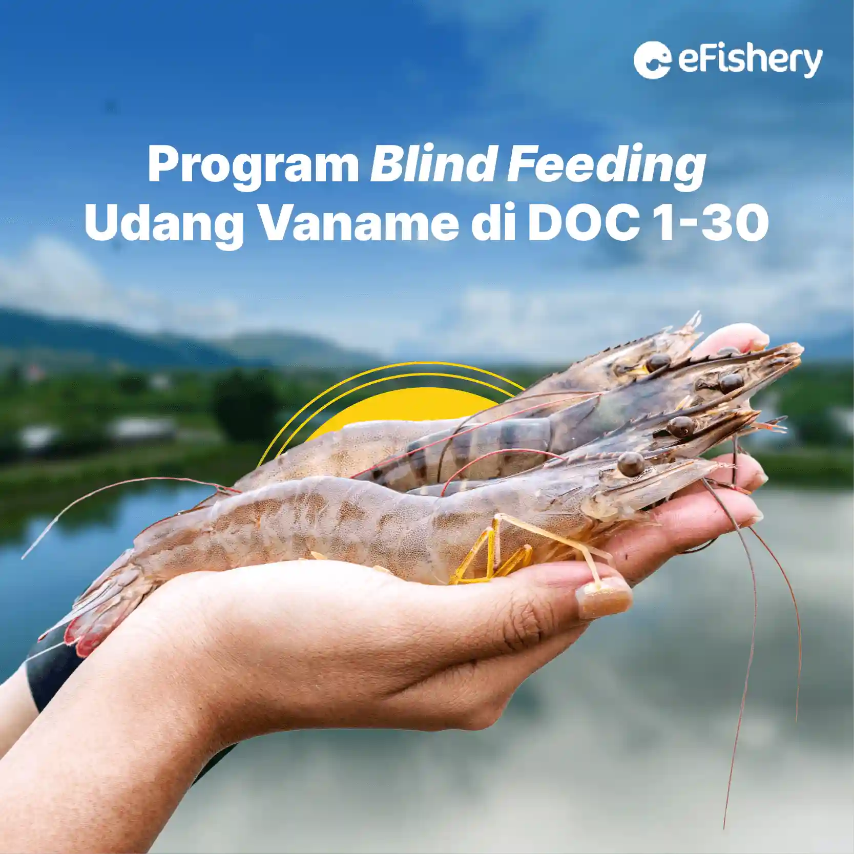 blind feeding udang vaname