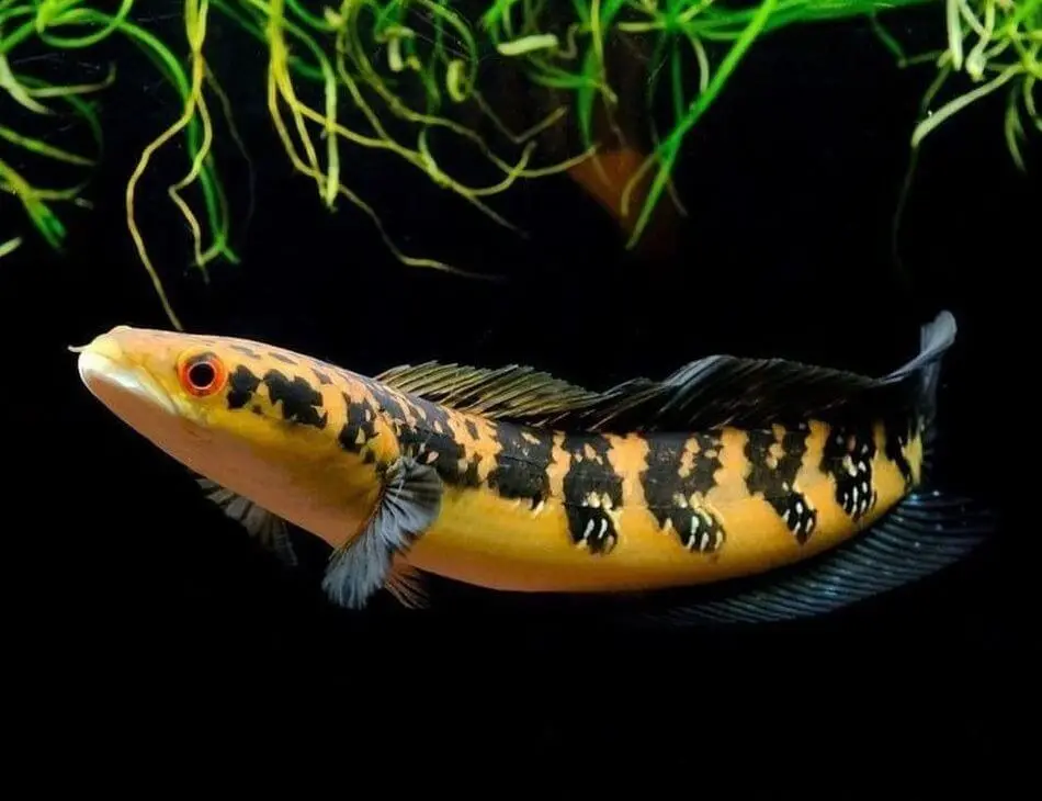 ikan gabus yellow sentarum