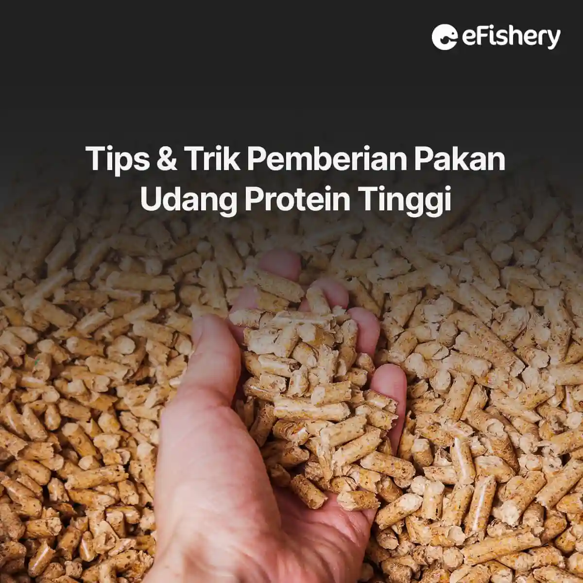 tip pemberian pakan udang protein tinggi