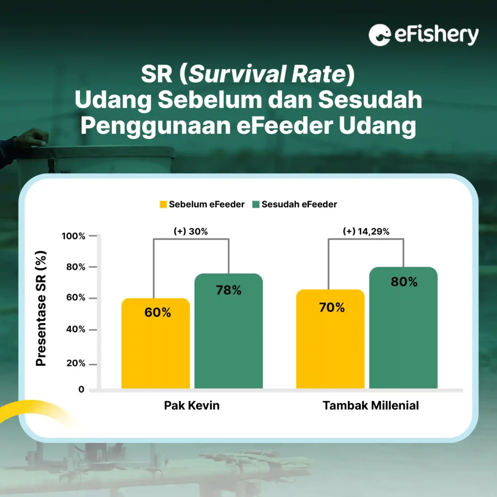 survival rate (SR) udang sebelum dan sesudah penggunaan efeeder