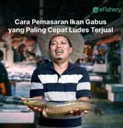 cara pemasaran ikan gabus