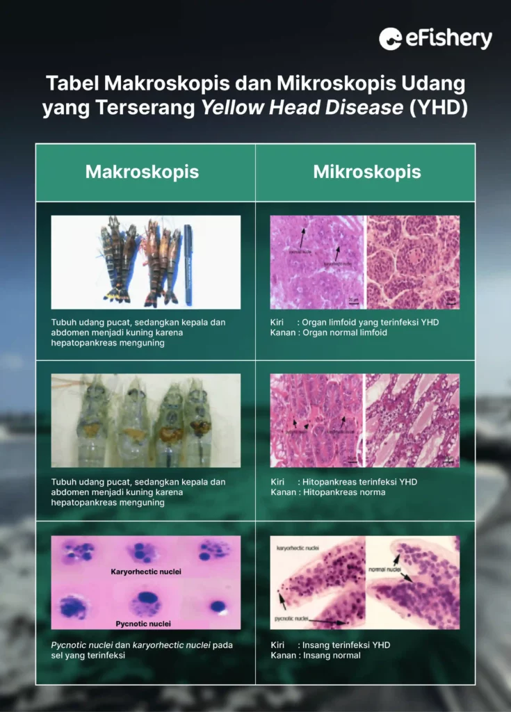 tabel makroskopis dan mikroskopis udang yang terserang yellow head disease (YHD) atau penyakit kepala kuning