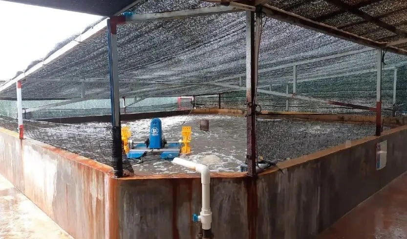 kolam tambak udang beton