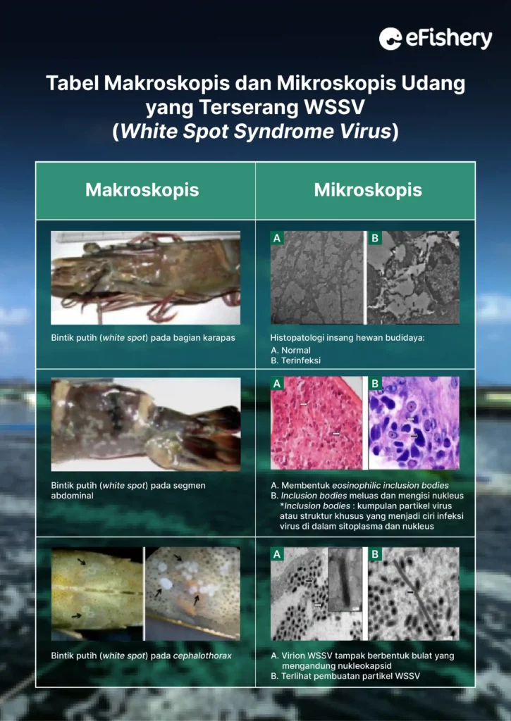udang terserang penyakit wssv dilihat secara makroskopis dan mikroskopis
