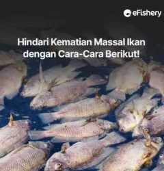 kematian massal ikan