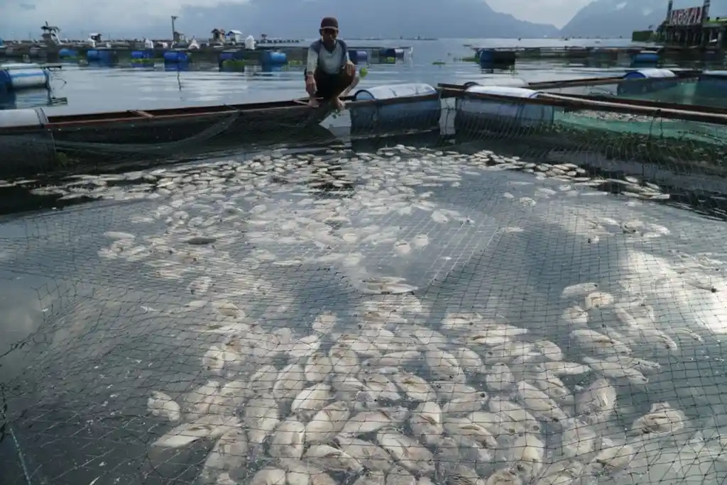 penyebab kematian massal ikan