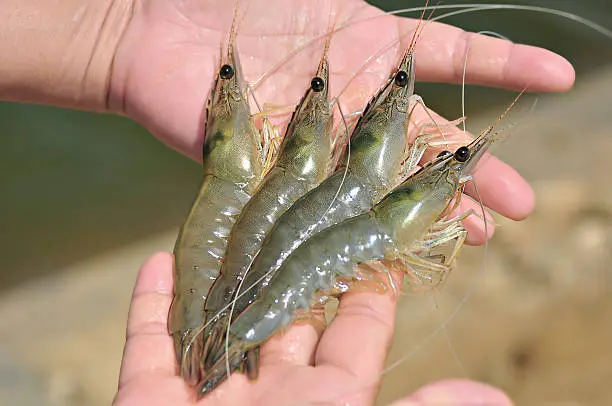 udang indicus

