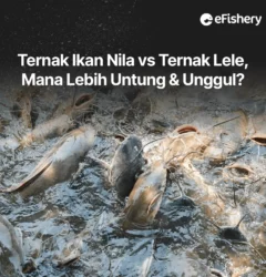 ternak ikan nila vs ikan lele
