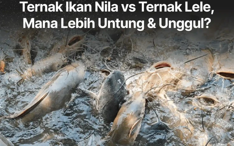 ternak ikan nila vs ikan lele